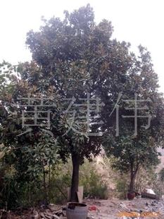 綠化苗木新選擇 喬木大玉蘭，打造生態(tài)景觀的優(yōu)雅之選