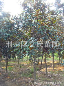 長期供應(yīng)8-10公分精品廣玉蘭 優(yōu)質(zhì)綠化苗木選購指南與廠商合作解析