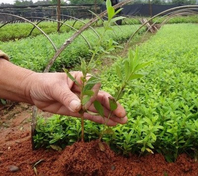 金秋移栽正當(dāng)時(shí) 為什么秋季苗木成活率遠(yuǎn)勝春季？