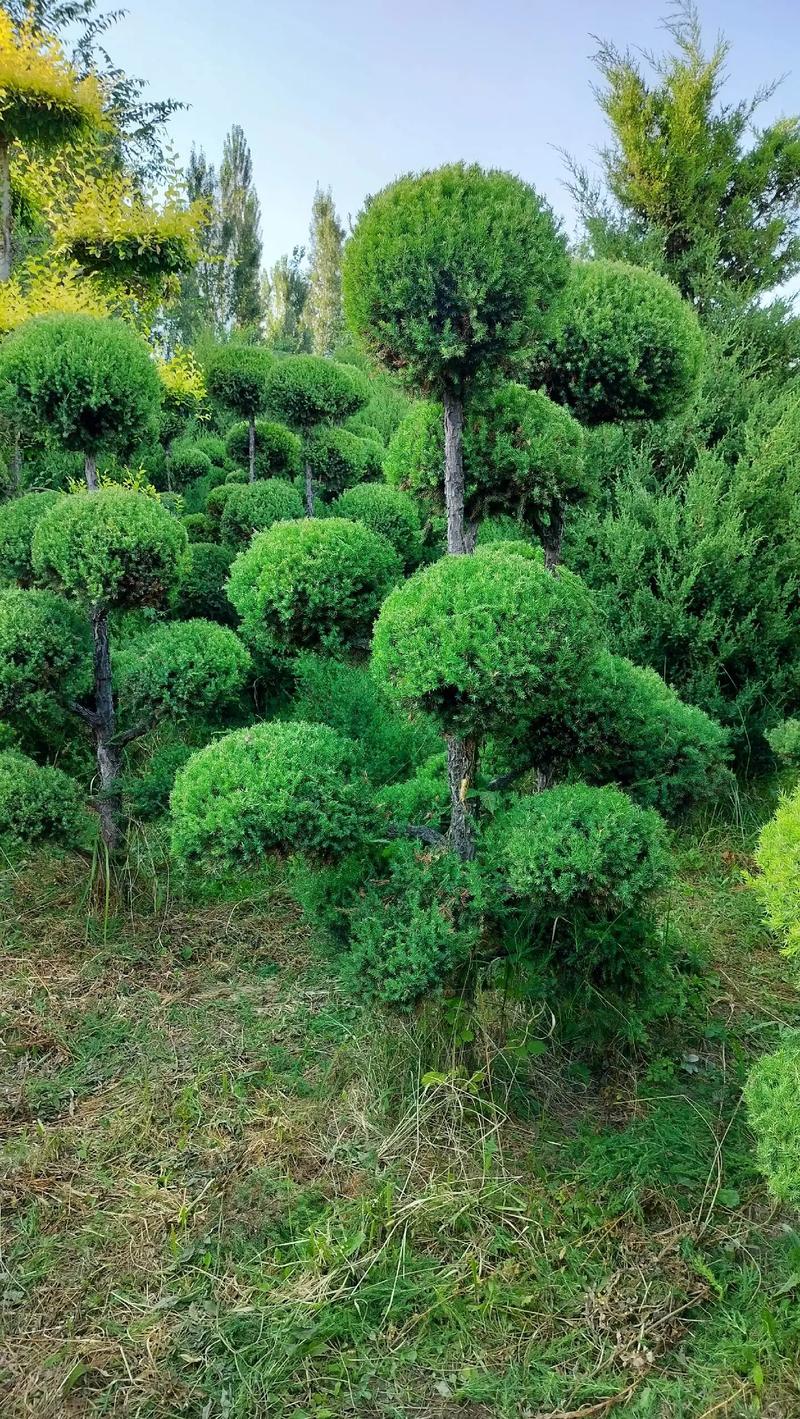 我的園林，我的資產(chǎn)，我的希望——苗圃精選苗木展示